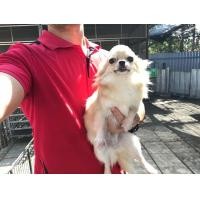 ราคา ชิวาวาหมาโต (360750665)