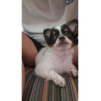 ราคา ชิวาว่าขนยาวแท้ (360750579)