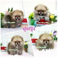 ราคา ปอมหน้าหมี (360750126)