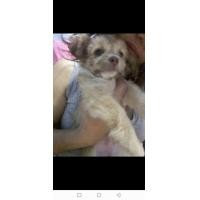 ราคา ขายสนุัขชิวาๆผสมชิสุ (360749507)