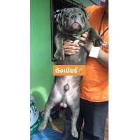 ราคา ลูกบูลลี่ (360745555)