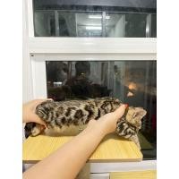 ราคา เบงกอล (360760880)