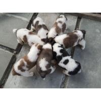 ราคา บางแก้ว (360744909)
