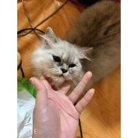 ราคา แมวเปอร์เซีย (360760077)