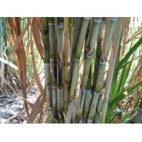 ราคา ขายอ้อยคั้นน้ำหรืออ้อยสุพรรณบุรี50ก.ก ละ4บ. (มือหนึ่ง) (360761221)