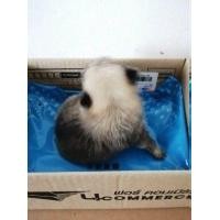 ราคา ลูกสุนัขปอมเปอร์เรเนียล พันธุ์เล็ก สายพันธุ์แท้ เพศ่ผู้ (มือหนึ่ง) (360748627)