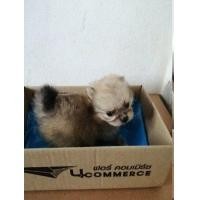 ราคา ลูกสุนัขปอมเปอร์เรเนียล ไซน์เล็ก พันธุ์แท้ เพศเมีย (มือหนึ่ง) (360748676)