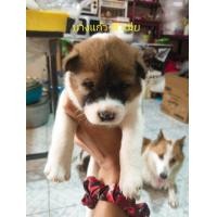 ราคา บางแก้ว (360743874)