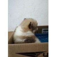 ราคา ลูกสุนัขปอมเปอร์เรเนียล ไซน์เล็ก พันธุ์แท้ เพศเมีย (มือหนึ่ง) (360748723)