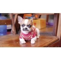 ราคา ชิวาวาขนสั้น เพศผู้ (360750578)