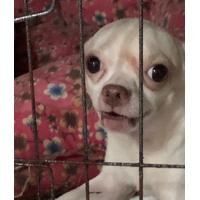 ราคา ชิวาว่า (360759151)