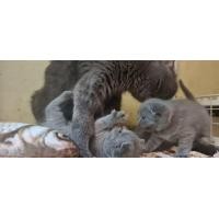 ราคา แมวสก็อตติช (360757464)