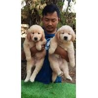 ราคา โกลเด้นรีทรีฟเวอร์ (360748535)