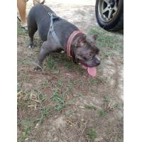 ราคา ขายสุนัขสาวบูลลี่0652651198 (360758658)