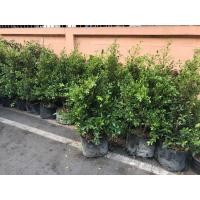 ราคา ไทรเกาหลี 1 เมตร (มือหนึ่ง) (360753372)