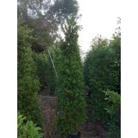 ราคา ไทรเกาหลี 2.5 m (มือหนึ่ง) (360750035)