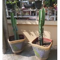 ราคา กระบองเพชร ปราสาทนางฟ้า (มือหนึ่ง) (360747696)