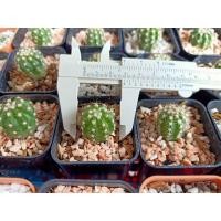 ราคา กระบองเพชร อิชินอฟ (มือหนึ่ง) (360740261)