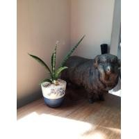 ราคา ต้นงาช้าง (มือหนึ่ง) (360736973)