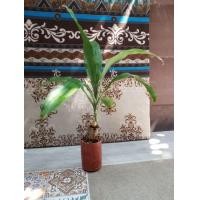 ราคา ต้นวาสนา (มือหนึ่ง) (360735849)