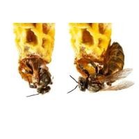 ราคา นางพญาผึ้งพันธุ์อิตาเลี่ยน สายคานิโอแลน เกิดใหม่ อายุ 1ถึง2 วัน Apis mellifera carnica early borned virgin queen bee 1-2 days old (128958660)