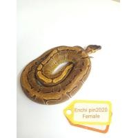 ราคา งูบอลไพธ่อน (359818234)