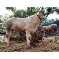 ราคา วัวชา​ร์โร​เล่​ส์​ใหญ่​ๆหนาๆ6ตัว​ แม่3ลูก3​ เลือดสูง​ (360743334)