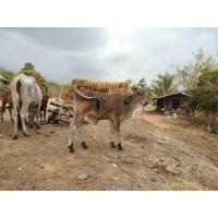 ราคา วัวแม่ลูก (360737785)