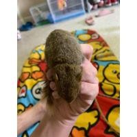 ราคา กระรอกสวน เพศเมีย (360737900)