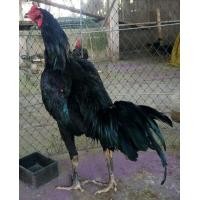 ราคา ไก่ใหม่วัดดวง พม่า-ง่อน วัย 6 ด.เศษ ตอนนี้รอย 2.5 (360758090)