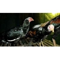 ราคา ไก่เหลือง​หาง​ขาว​ (360756127)