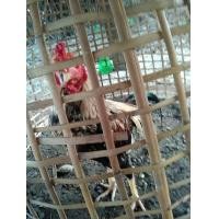 ราคา ไก่ชนพม่า (360751972)