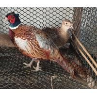 ราคา ไก่ฟ้าคอแหวนแดง (360750124)