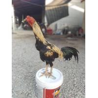 ราคา ไก่ชนพม่าง่อน (360742245)