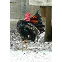 ราคา ไก่ซารามอ (360738952)