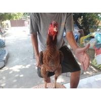 ราคา เยียร์จอมโหด (360735992)