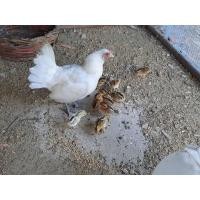 ราคา แม่ไก่ต่อหูขาว สีขาว พร้อมลูก ขายยกคอกแม่ลูกรวม 11 ตัว (360690830)