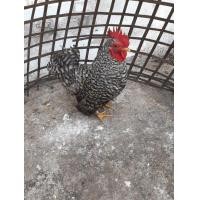 ราคา ไก่แจ้สวยๆราคาถูกๆ (359716643)