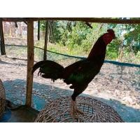 ราคา ไก่ชนพม่าหน้าหงอน (360758416)