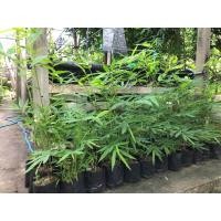 ราคา ไผ่ซางหม่น (เพาะเมล็ด) (มือหนึ่ง) (359370655)