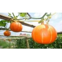 ราคา ฟักทองสีส้มโอซาก้า (มือหนึ่ง) (360740779)