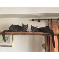 ราคา แมวสีสวาด แมวโคราช (360188206)