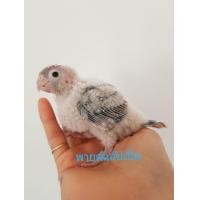ราคา ลูกป้อนชินนามอล เยลโล่ไซด์ พายด์แอ๊ปเปิ้ล มารูนพอลฟอลโล่ (360733858)