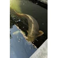 ราคา ขายปลาคาร์ฟนอกนำเข้ามีใบcertificate อายุ 2ปีกว่ายาว 86 ซ.ม. (360732130)