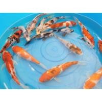 ราคา ปลาคาร์ฟ คละสายพันธุ์ 15 - 30 cm (358591851)