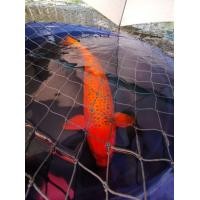 ราคา ขายปลาคาร์ฟนอกนำเข้ามัตจึบะ สีส้มสด ขนาด 65 ซ.ม. (360732149)