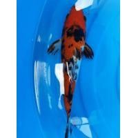 ราคา ปลาคาร์ฟ ซันเก OGATA farm ขนาด 21cm (358591778)