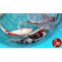 ราคา ปลาคาร์ฟ ลูกนอก 24-33 cm หุ่นแน่นๆ เริ่มต้น 400 (359527504)