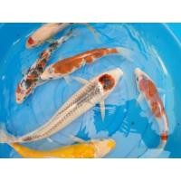 ราคา ปลาคาร์ฟ คละสายพันธุ์ 25-40cm (358455086)