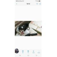 ราคา ชิสุผสม น่าหวานน่ารัก เพศหญิง (360727310)